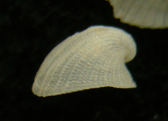 Emarginula tenera